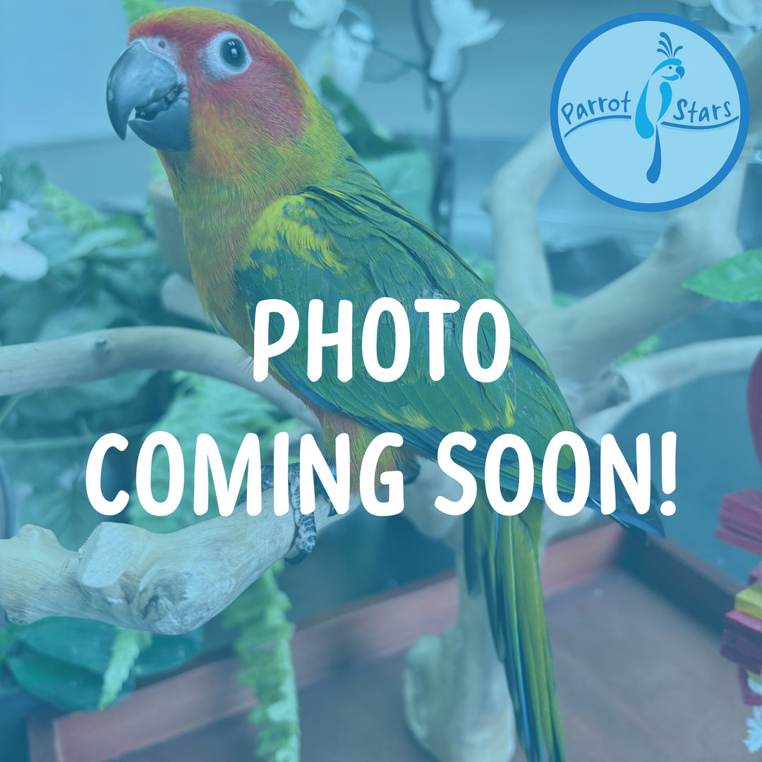 Red Factor Sun Conure #PS6487
