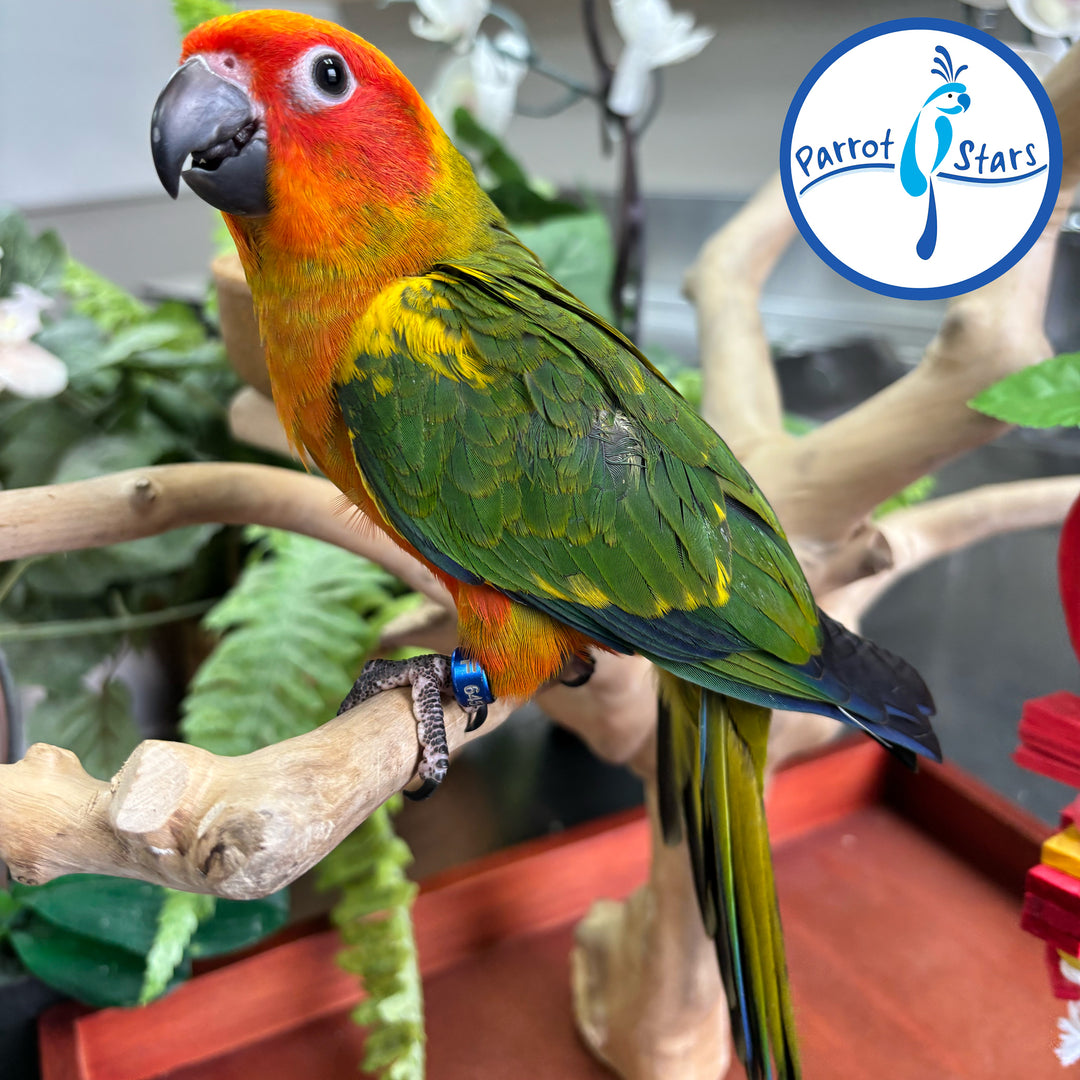 Sun Conure - Male #PS6457