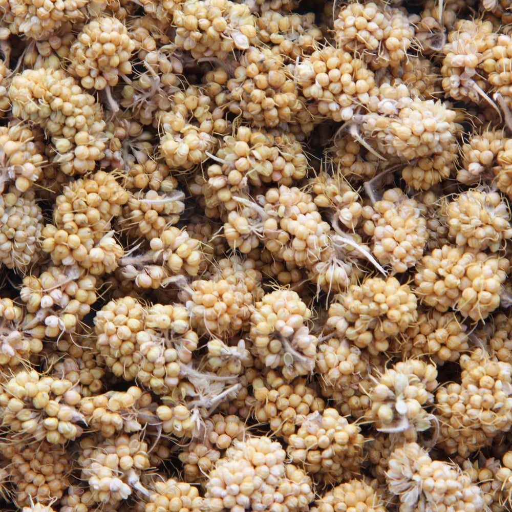 Higgins Sunburst Gourmet Natural Treats Millet Bits - 1oz