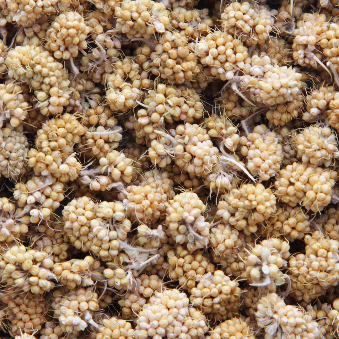Higgins Sunburst Gourmet Natural Treats Millet Bits - 1oz