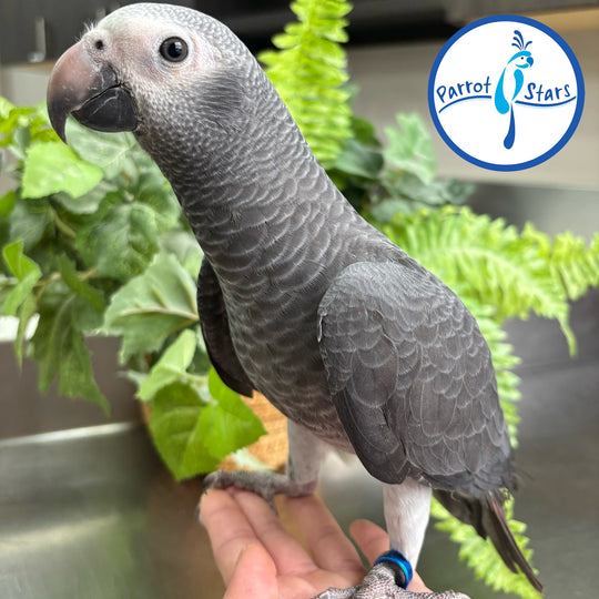Timneh African Grey - Female #PS10051