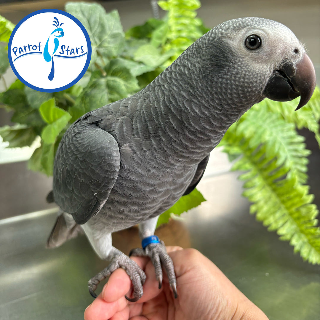 Timneh African Grey - Female #PS10052