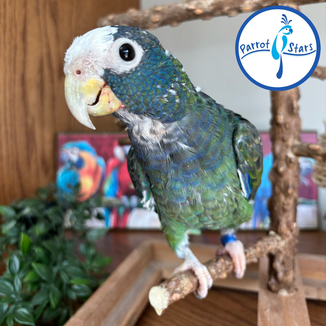 White-Capped Pionus - Male #PS7762