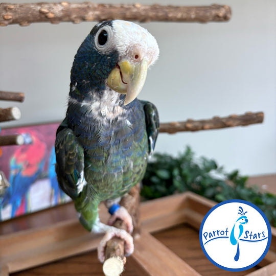 White-Capped Pionus - Male #PS7762