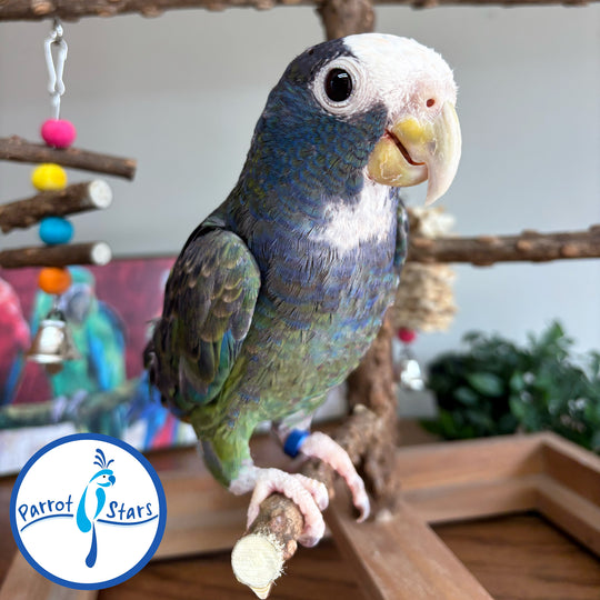 White-Capped Pionus - Male #PS7762