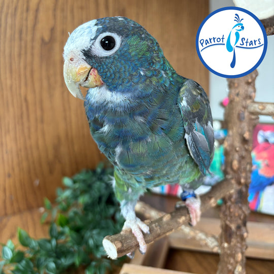 White-Capped Pionus - Male #PS7764