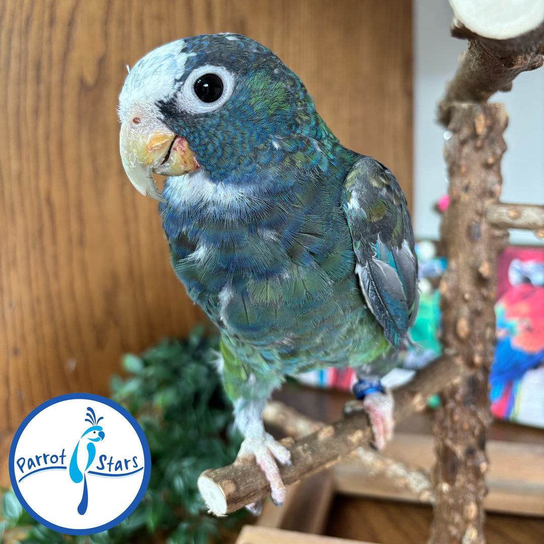 White-Capped Pionus - Male #PS7764
