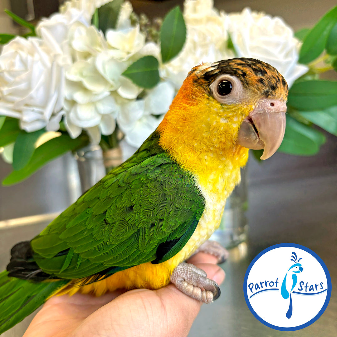 White-Bellied Caique - Female #PS7216