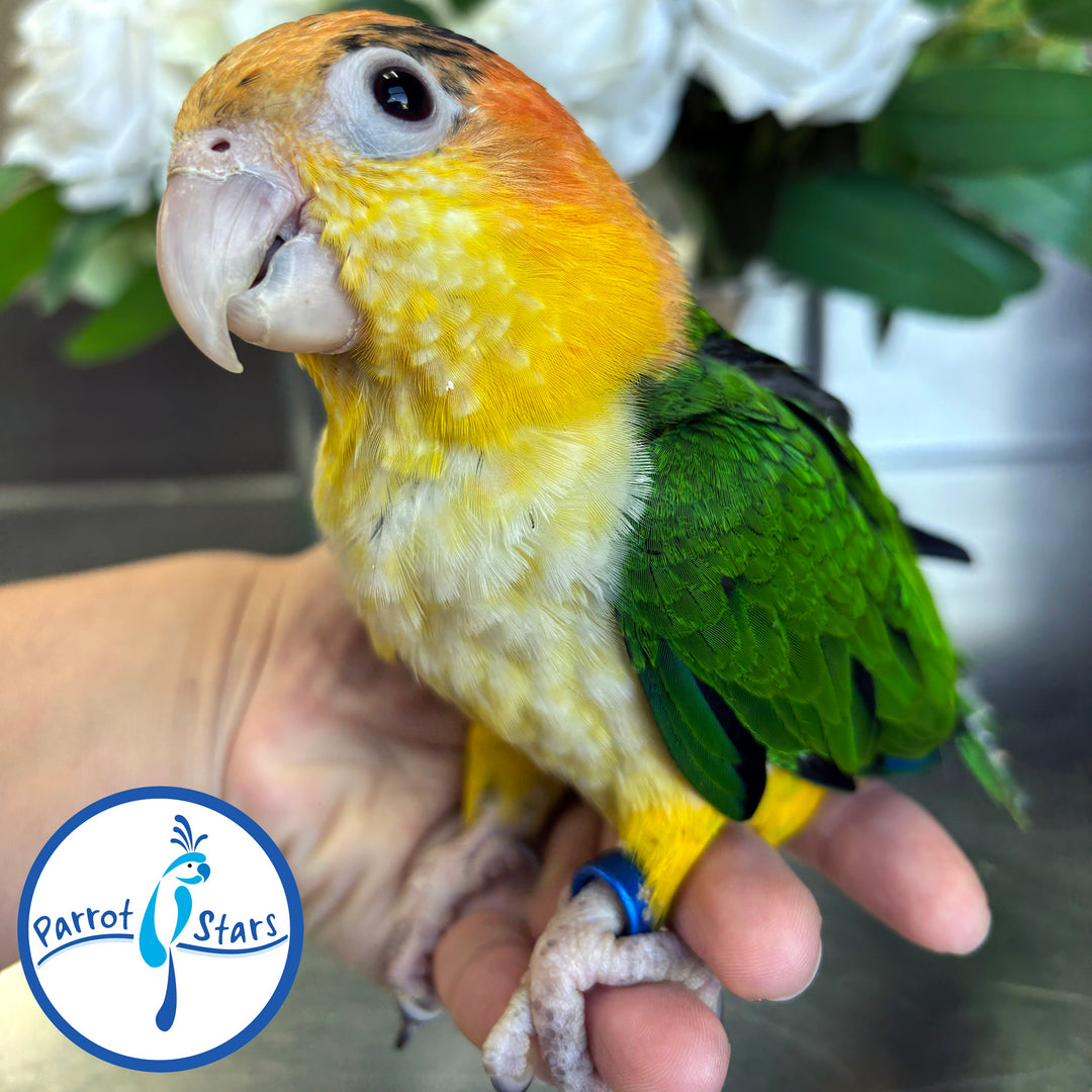 White-Bellied Caique - Female #PS7217