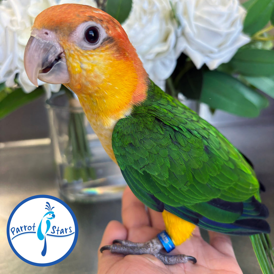 White-Bellied Caique - Female #PS8425