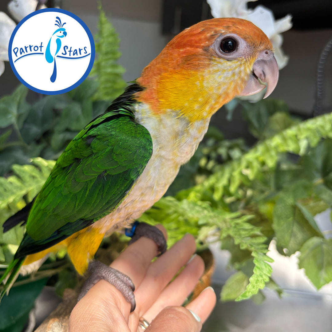 White-Bellied Caique - Male #PS8428