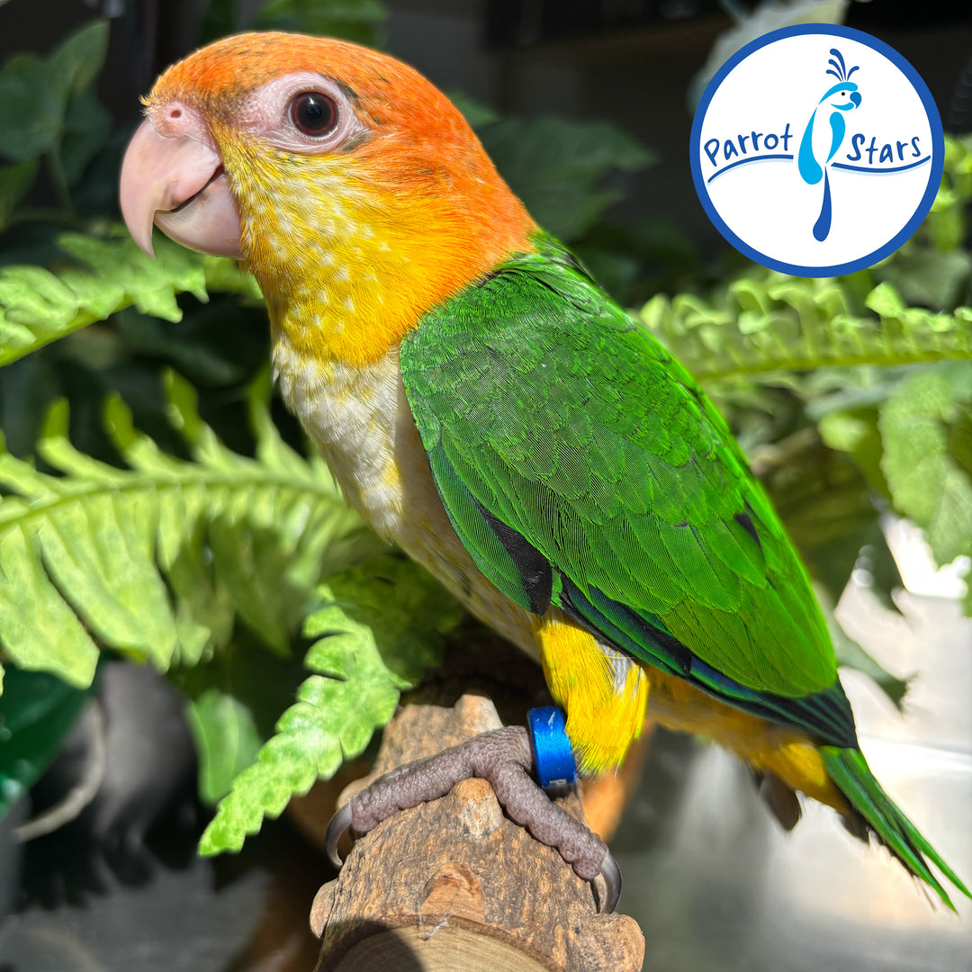 White-Bellied Caique - Female #PS8429