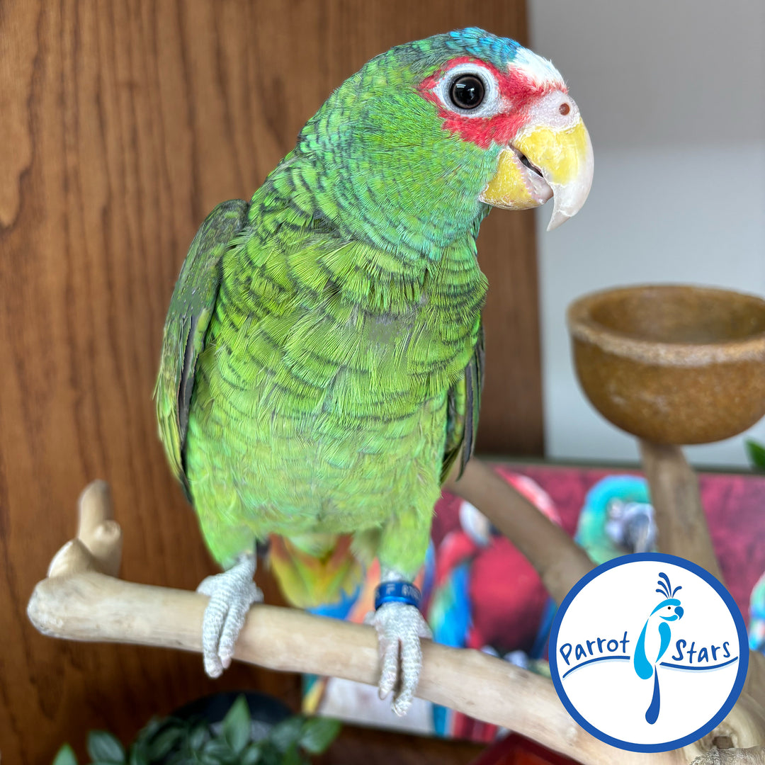 White-Fronted Amazon - Female #PS8763