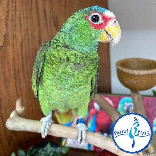 White-Fronted Amazon - Female #PS8763