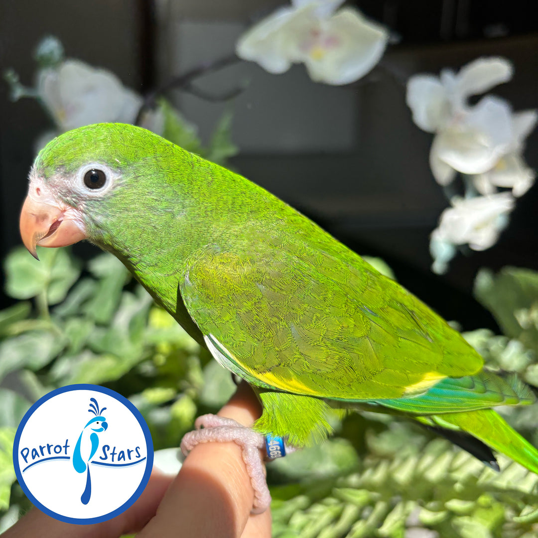 White-Winged Parakeet - Male #PS4699