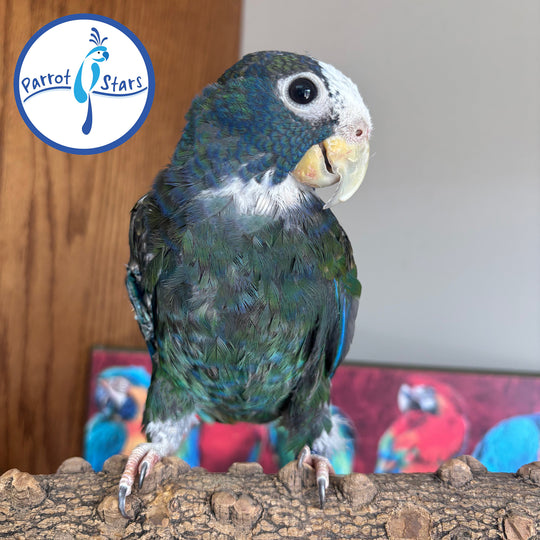 White-Capped Pionus - Male #PS7760