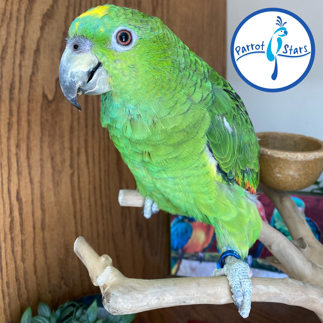 Yellow-Naped - Orange-Winged Hybrid Amazon - Female #PS11016