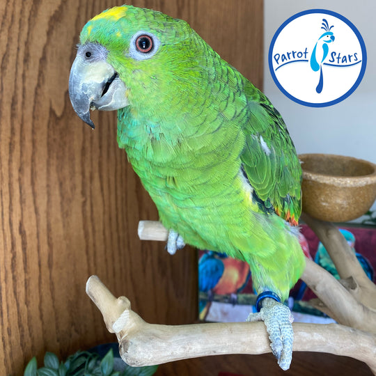 Yellow-Naped - Orange-Winged Hybrid Amazon - Female #PS11016