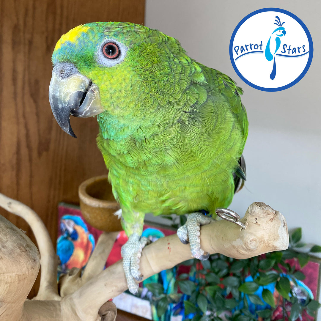 Yellow-Naped - Orange-Winged Hybrid Amazon - Male #PS11019