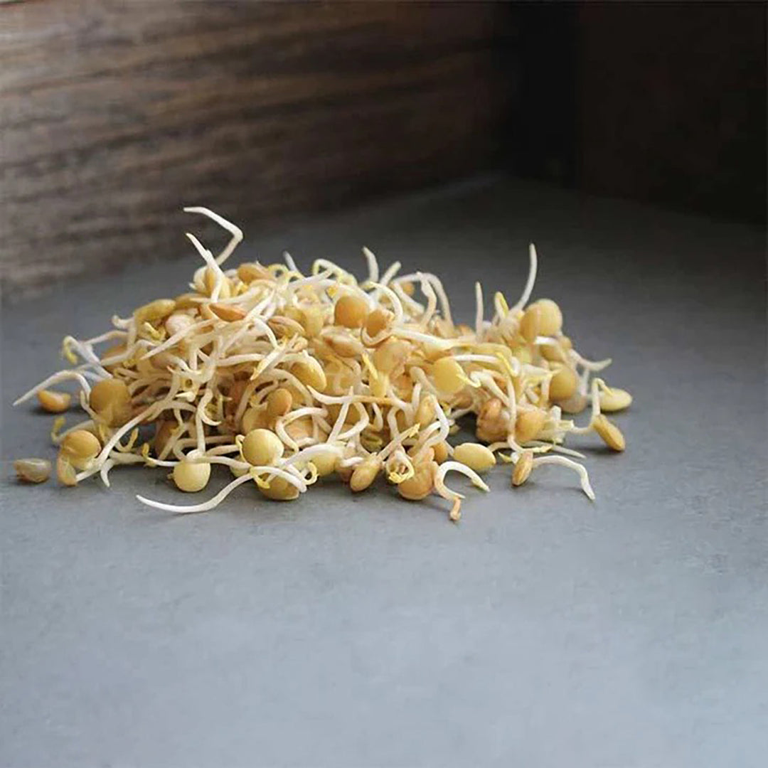 Handy Pantry Sprouting Seeds Lentil Green Organic - 4oz
