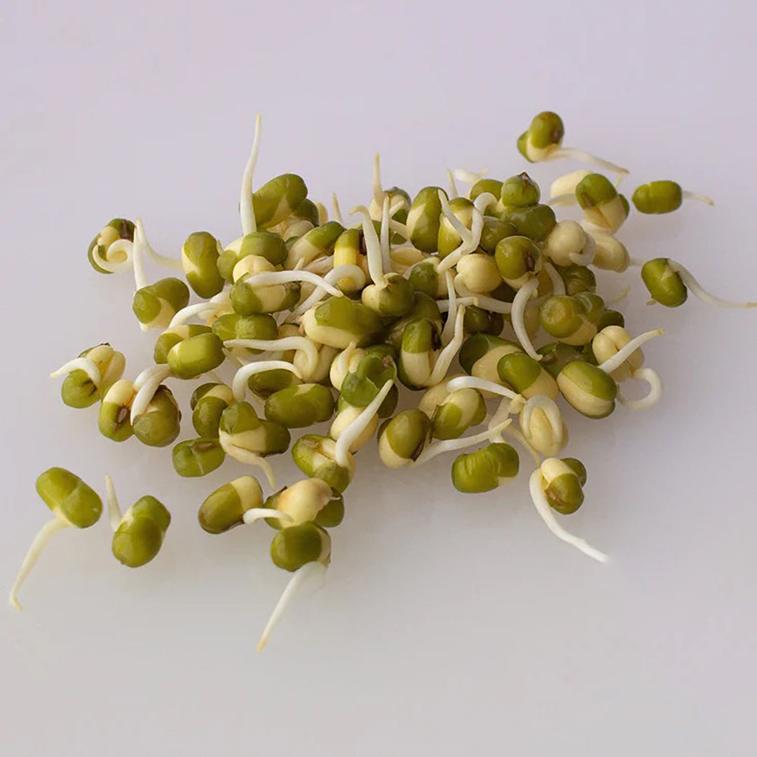 Handy Pantry Sprouting Seeds Mung Bean Organic - 4oz