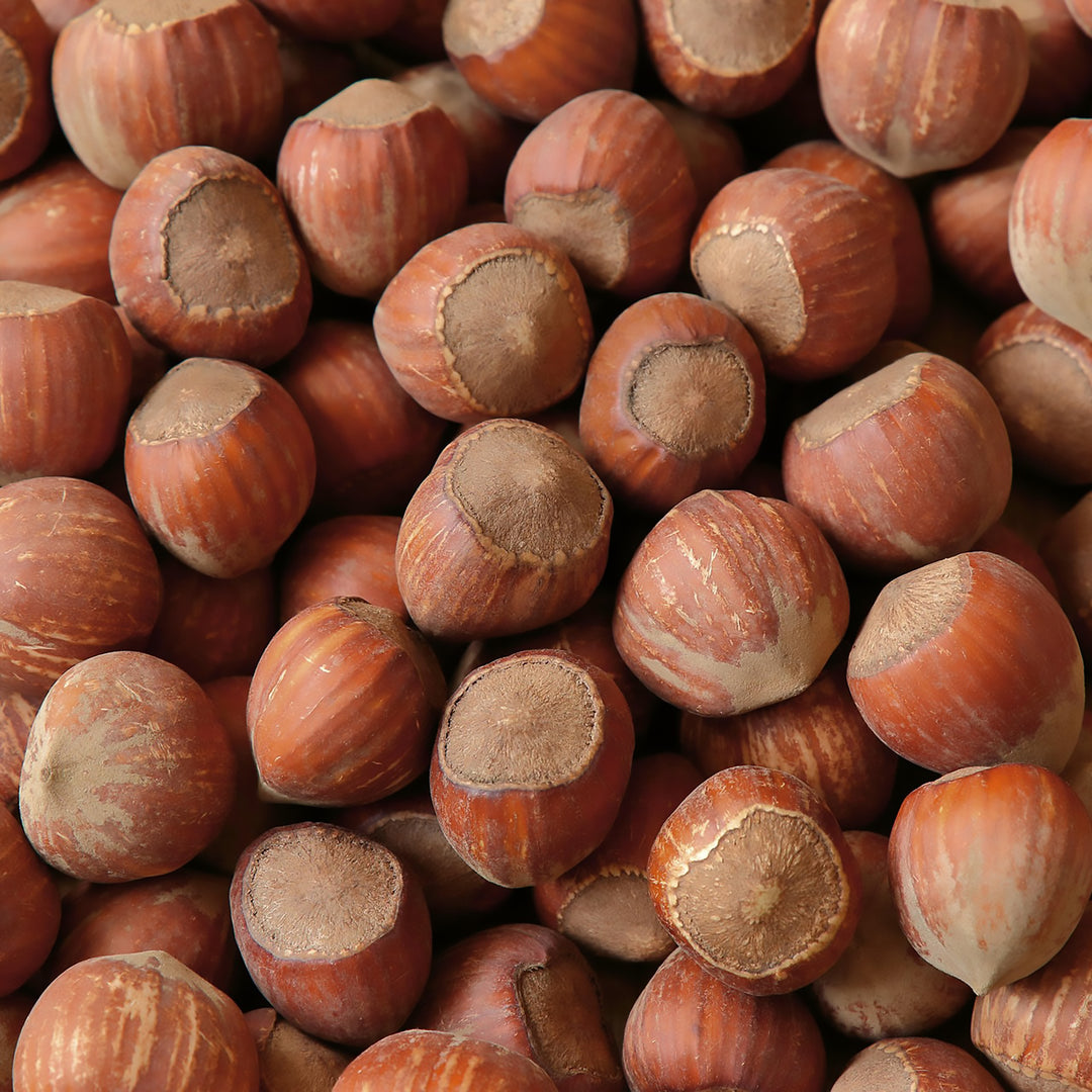 Aria Nature's Raw Unsalted Filberts Hazelnuts In Shell - Parrot Treat and Training Reward - 1lb #1012