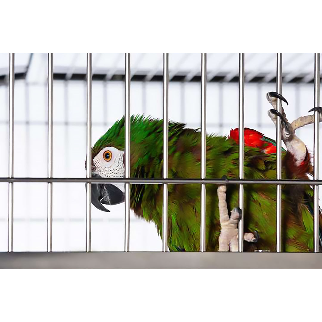 Prevue Pet Products Imperial Extra Large Stainless Bird Cage - 41 1/4” x 27 7/8” - Bird Enclosure #3457