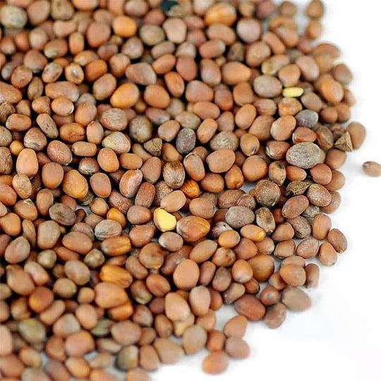 Handy Pantry Sprouting Seeds Radish Daikon Minowase Organic - 4oz