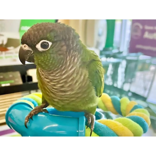 PerchPal Bird Training Perch - Telescoping Retrieval Parrot Perch