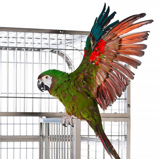 Prevue Pet Products Imperial Extra Large Stainless Bird Cage - 41 1/4” x 27 7/8” - Bird Enclosure #3457