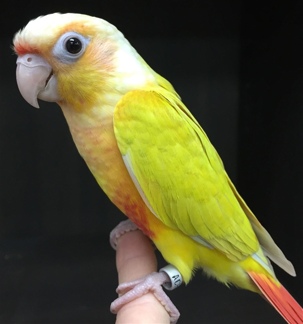 Sun Cheek Conure