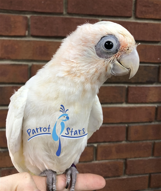 average price bare eyed cockatoo