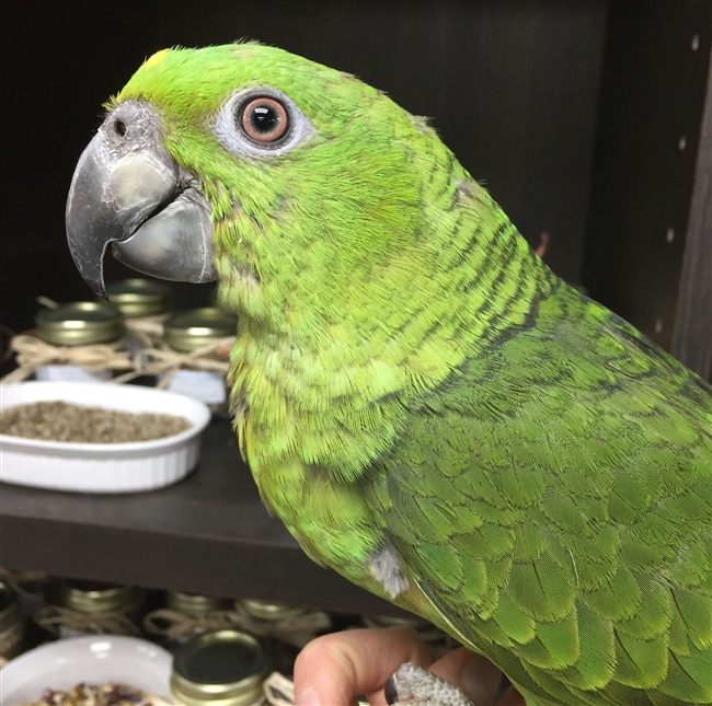 Yellow Naped Amazon