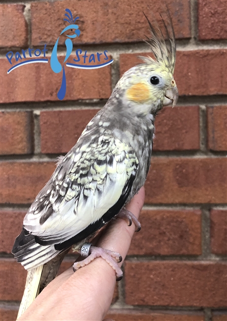 Baby Cockatiel For Sale