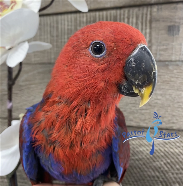 eclectus parrot food for sale