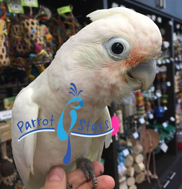 blue eyed triton cockatoo