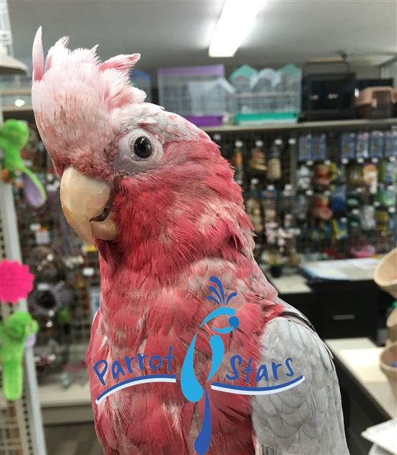 blue rose breasted cockatoo