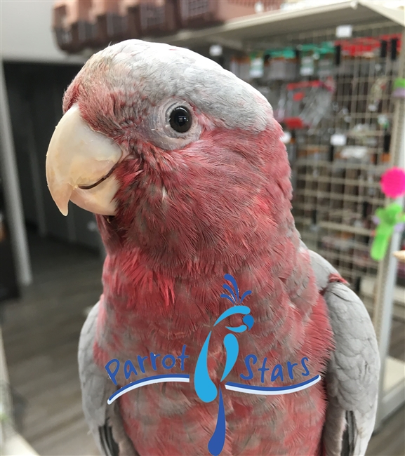 rose breasted cockatoo for adoption oregon