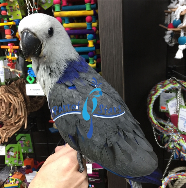 Blue eclectus deals