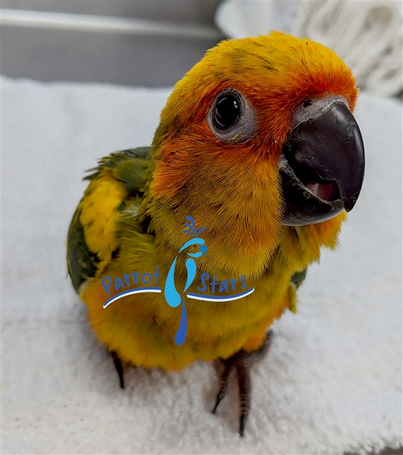 Sun Conure - Male