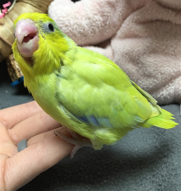 Parrotlet - Yellow Male