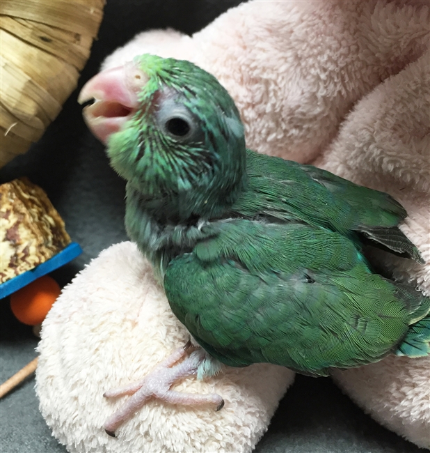 Parrotlet - Turquoise Female