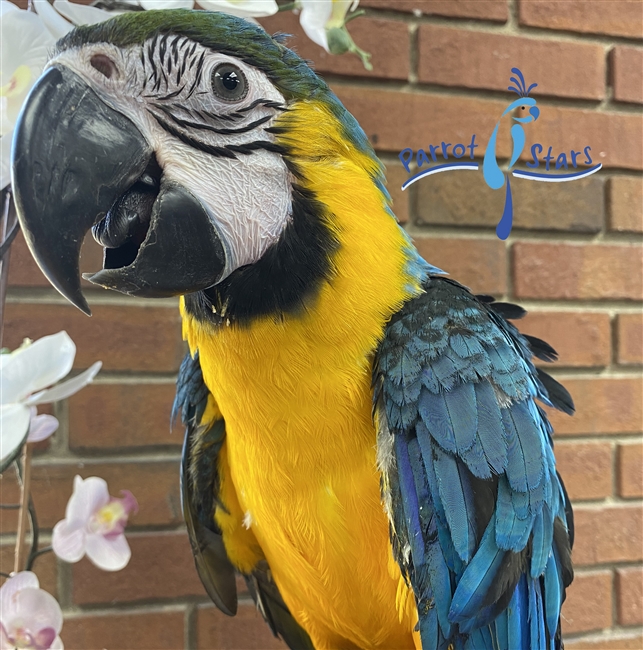 Blue and Gold Macaw For Sale