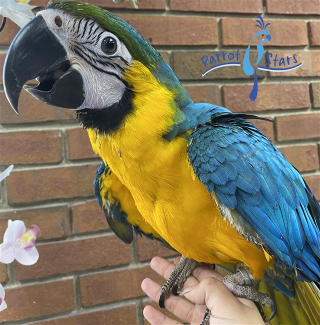 Blue and Gold Macaw For Sale