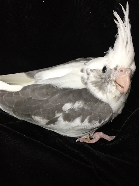 Cockatiel - White Face Grey Pied