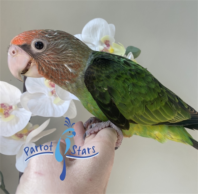 Cape Parrot Poicephalus For Sale