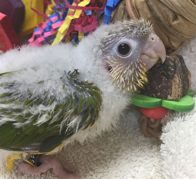 Green Cheek Conure - Pineapple