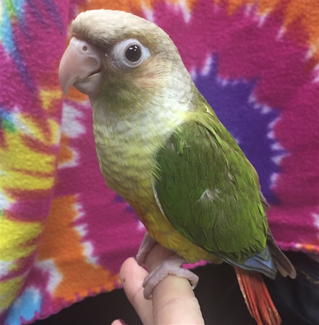 Green Cheek Conure - Pineapple