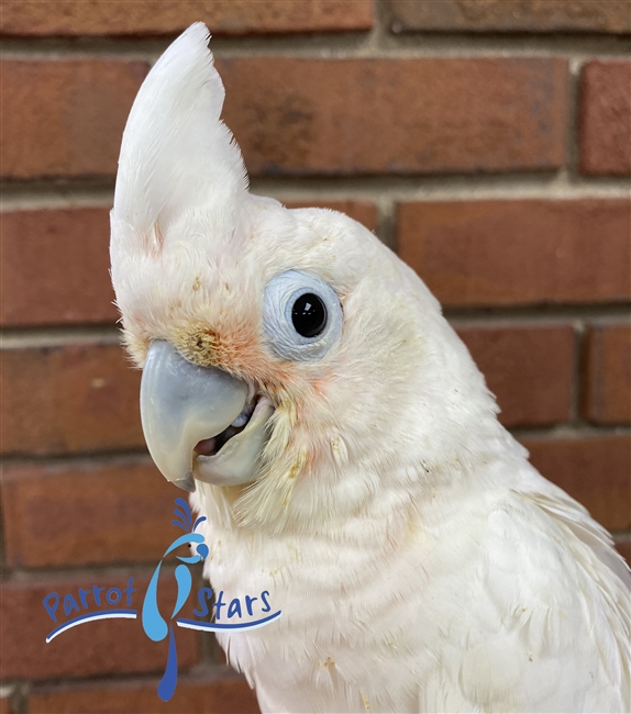 blue eyed cockatoo for sale