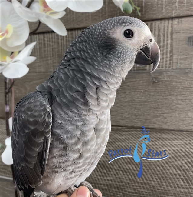 Timneh African Grey - Female